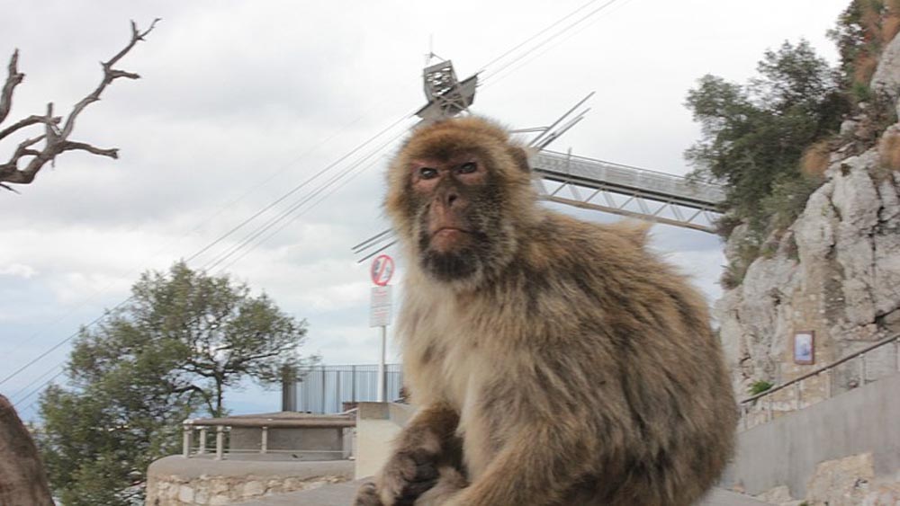 Cebelitarık Gezi Rehberi Gezilecek Yerler Listesi 6 Apes Tepesi Maymun
