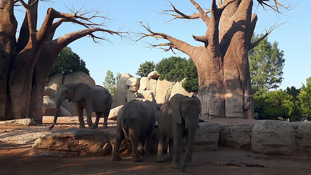 Valensiya Gezi Rehberi Gezilecek En Güzel Yerler Listesi 4 Bioparc Valencia