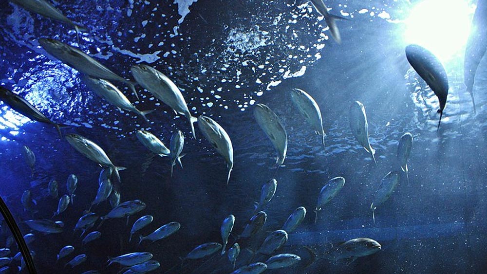 Valensiya Gezi Rehberi Gezilecek En Güzel Yerler Listesi 8 Oceanografik